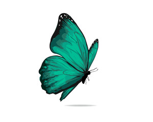 watercolor hand drawing painting brush butterfly design © gltekin