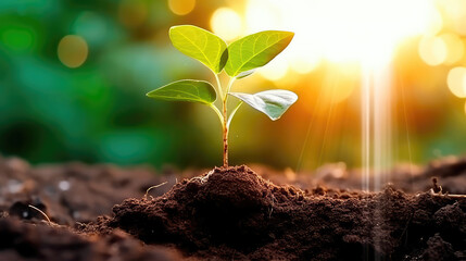 Seedlings growing in the soil under the rays of the sun. A new life is being born. Generative AI