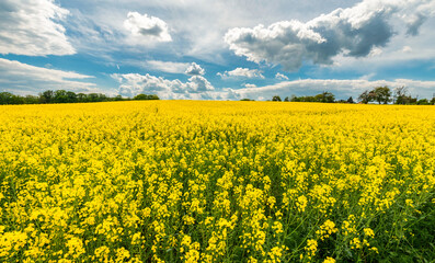 Fototapeta premium Blooming rapeseed field against a cloudy sky