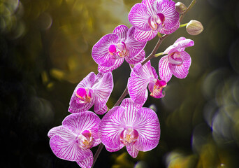 Orquídeas
