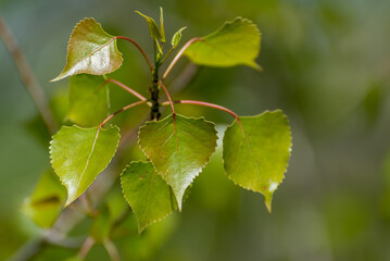 Green poplar leaves emerging in spring