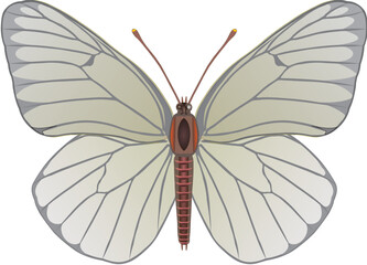 Aporia butterfly