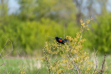 A Red-winged Blackbird Perched On A Plant In The Field In Spring