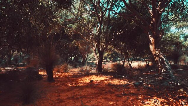 Hiking trail through the bush at Western Australia