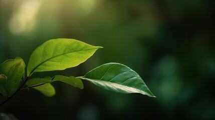Fototapeta na wymiar Green leaves with green background. Generative ai