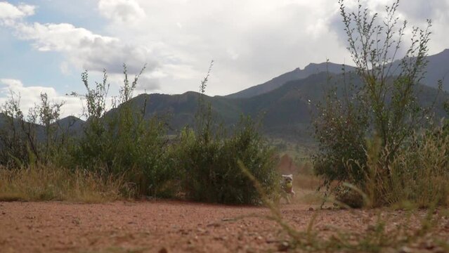Cavapoochon dog running in super slow motion with ball in mouth