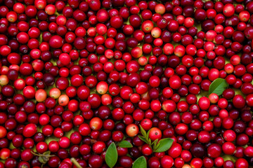 Fresh lingonberries filling the entire frame, food background, generative AI