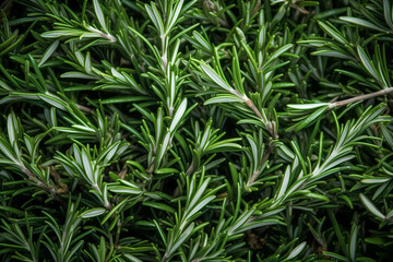 Fresh rosemary leaves filling the entire frame, fresh herbs, generative AI