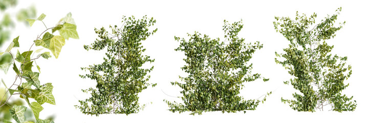 Set of Hedera Helix creeper plant, isolated on white background. 3D render.