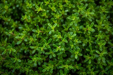 Fresh green thyme leaves filling the entire frame, fresh herbs, generative AI