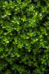 Fototapeta na wymiar Fresh green thyme leaves filling the entire frame, fresh herbs, generative AI