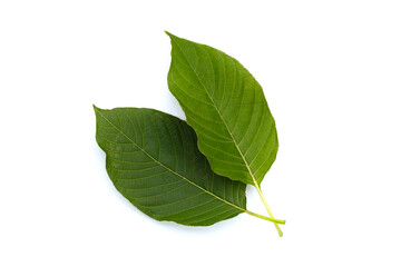 Mitragyna speciosa, Fresh kratom leaves on white background