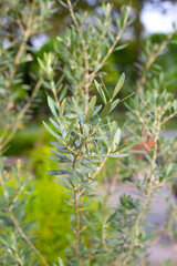 Olive tree in the garden