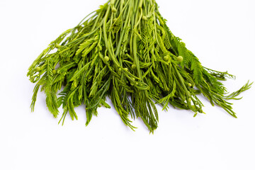 Leucaena leucocephala isolated on white background