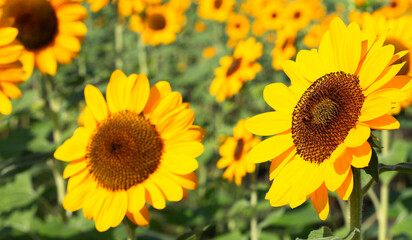 Naklejka premium Sunflower field, Beautiful summer landscape.