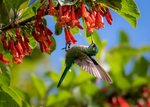 Silfo Colilargo (Aglaiocercus kingi), colibr&iacute; de los bosques montanos de Ecuador, fotografiando mientras se alimentaba