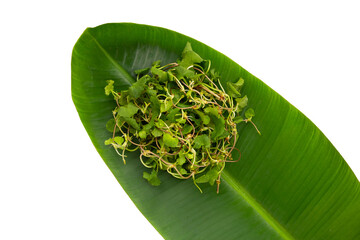Gotu kola plant or Asiatic pennywort, Indian pennywort