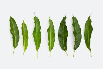 Mango leaves on white background