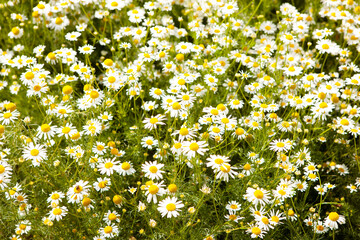  Wild chamomile flowers growing in the meadow. 