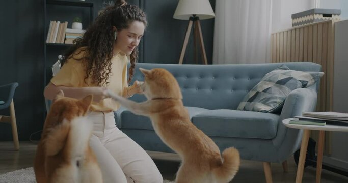 Slow motion of cheerful girl playing with two shiba inu dogs expressing love to pets at home. Domestic animals and positive emotion concept.