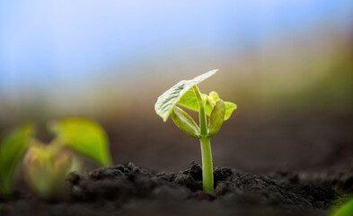 Young bean sprouts grow in the garden. Agricultural plants reach for the sun.