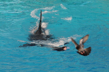 Fototapety na wymiar - Fototapeta24.pl