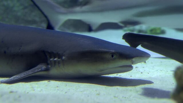 A reef shark resting on the sandy seabed, with its