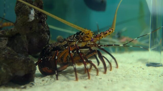 A lobster is perched on the bottom of the aquarium