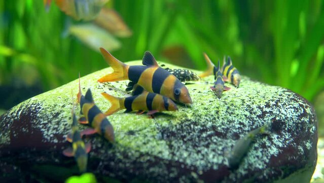 several Boesemani rainbowfish lying on a rock cove