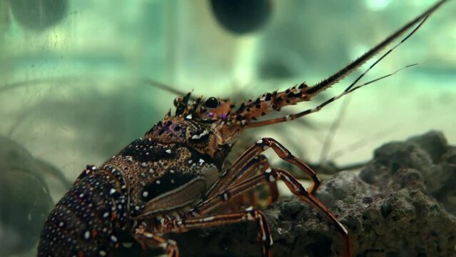 A lobster is perched on the bottom of the aquarium