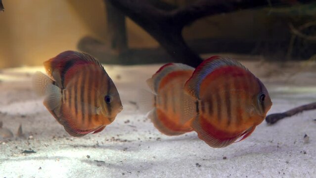 The Discus fish are swimming over the sandy bottom