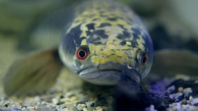 Pufferfish lying on the bottom of a tank and stari