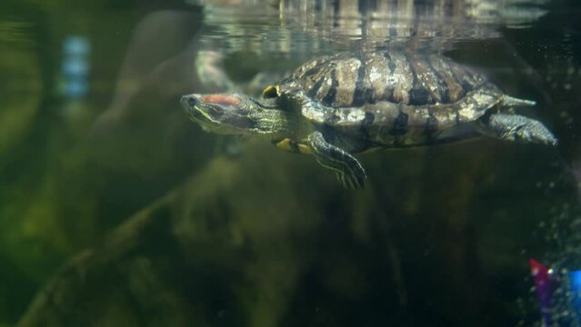 A cute turtle is swimming underwater in an aquariu