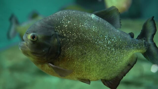 he piranha fish calmly swims in the aquarium. The 