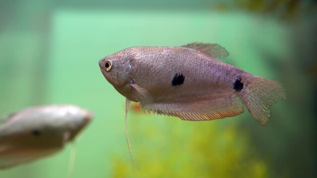 This video features a close-up shot of a Gourami f