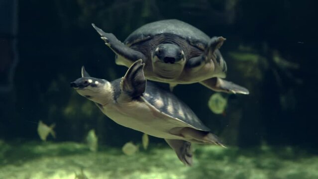A cute sea turtle is swimming underwater in an aqu