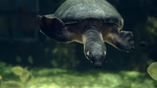 A cute sea turtle is swimming underwater in an aqu