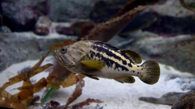 Polystigma fish swimming in the depths of the aqua