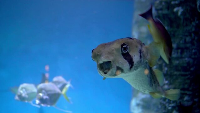 Fish Ball Swimming Peacefully in Aquarium