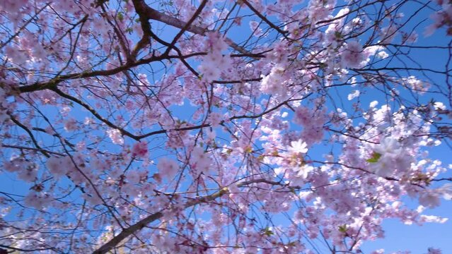 Cherry trees in full bloom with blue sky backgroun