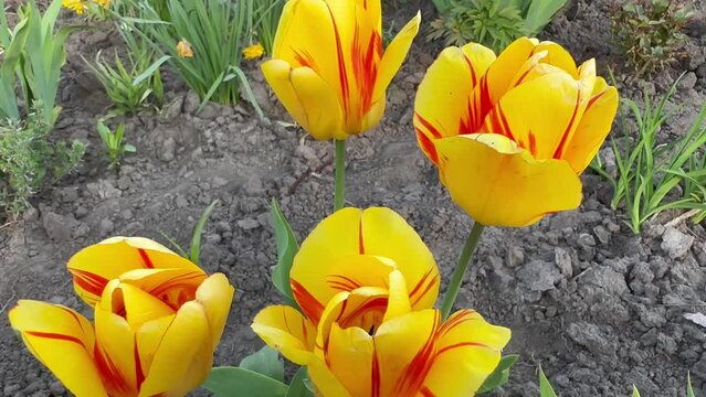 Yellow-red tulips grow in a flower garden