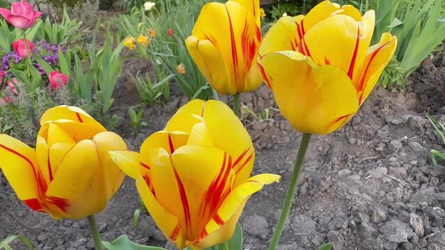 Blooming yellow-red tulips close-up
