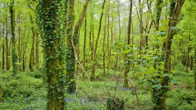 Woodland and Bluebells