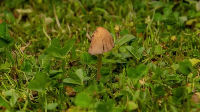 The timelapse of the Entoloma mushroom, grows, mat