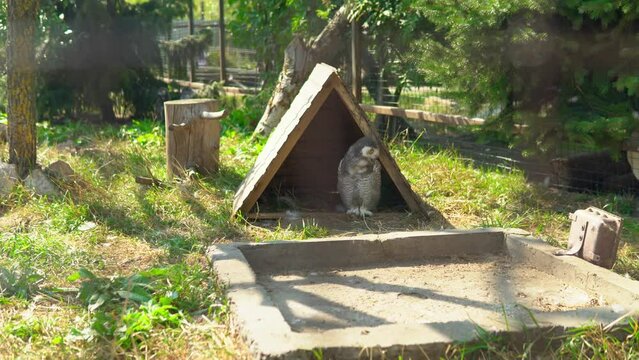 The owl is in a zoo enclosure, standing inside her