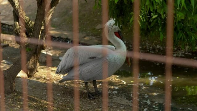 A pelican stands in the aviary and dries its feath
