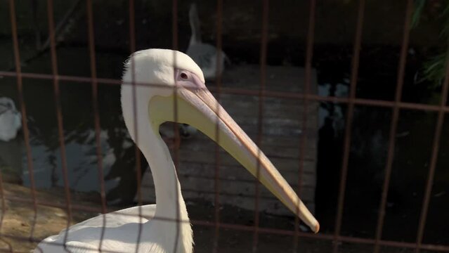 A pelican stands calmly in the aviary, with its he