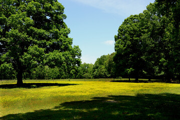 Barn in a field of yellow flowers