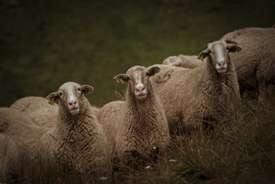 tres obejas retrato de frente miran campo verde