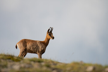 rebeco de perfil en el campo cielo azul de fondo